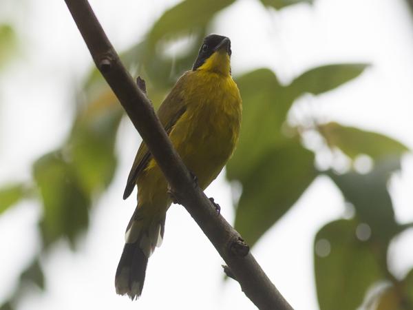 <h3><a href="/trips/srilanka/biota/animalia/chordata/aves/040 passeriformes/074 pycnonotidae/pycnonotus melanicterus/pycnonotus melanicterus-nl.html">Pycnonotus&nbsp;melanicterus</a> / Black‑capped&nbsp;bulbul / Ceylongoudborstbuulbuul</h3>NIKON D500 met AF-S Nikkor 300mm f/2.8G IF-ED VR II, 1/1250 sec  bij F6.3, ISO 250, afstand 7.08&nbsp;m
